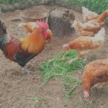 Vakantiepark Reittioe Sulkava (Southern Savonia)